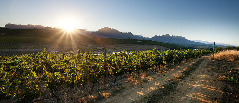 Brenaissance Wine & Stud Estate Hotel Stellenbosch Eksteriør billede